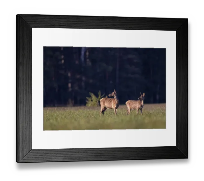 Framed Print : Doe (Cervus elaphus), old and young in a meadow Framed Print : Doe (Cervus elaphus), old and young in a meadow