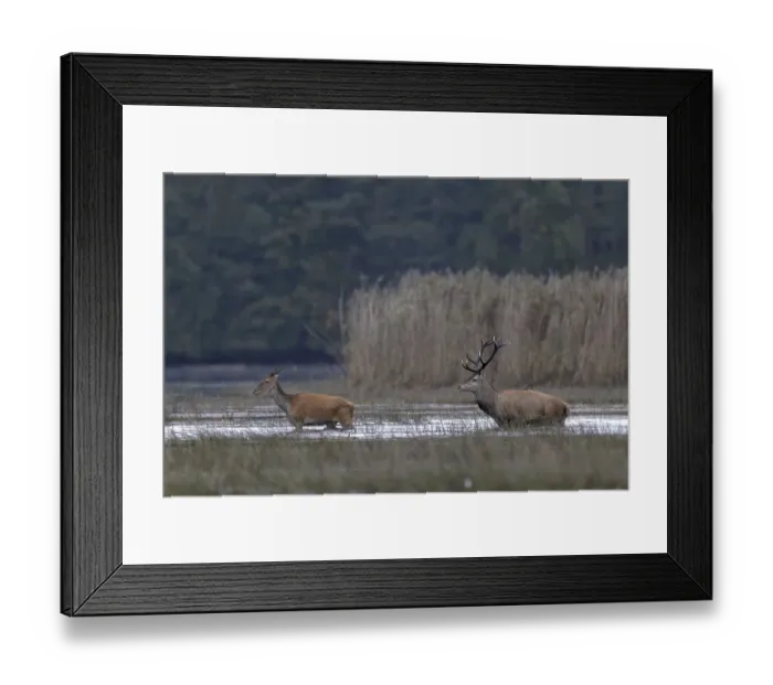 Framed Print : Red deer (Cervus elaphus), and hind walking through shallow water zone