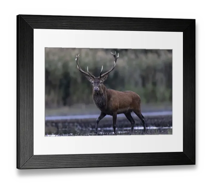 Framed Print : Red deer (Cervus elaphus), in a marshy area