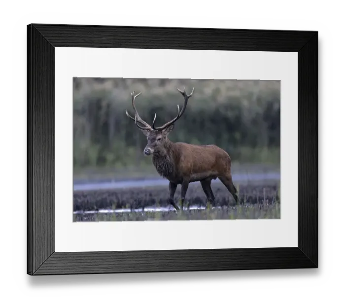 Framed Print : Red deer (Cervus elaphus), in a swamp area