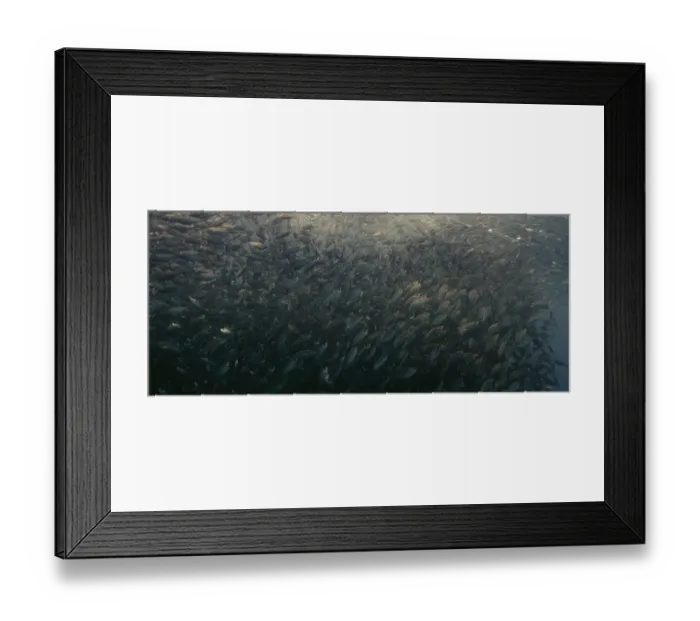 Framed Print : A large school of Yellowstripe Scad (Selaroides leptolepis) Framed Print : A large school of Yellowstripe Scad (Selaroides leptolepis)