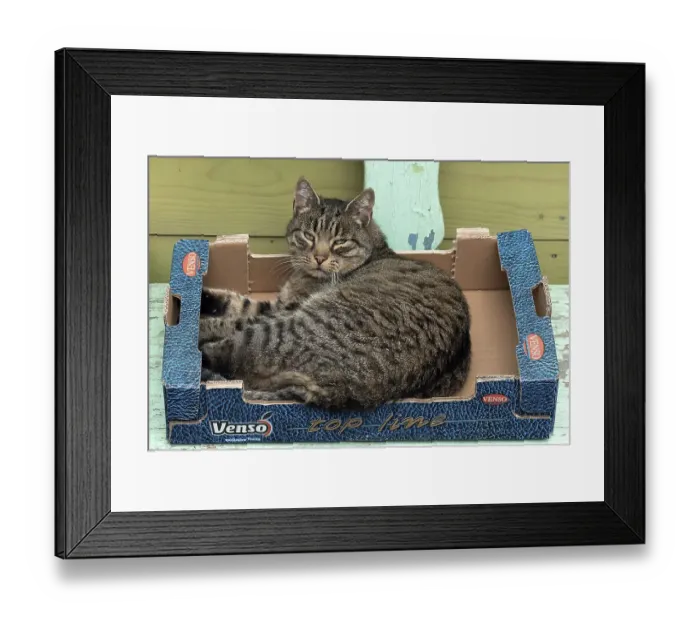 Framed Print : Felidae (Felis catus) lying in an empty fruit box