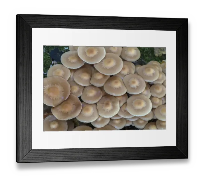 Framed Print : Accumulation (Kuehneromyces mutabilis) of sticky sponges in a mixed forest