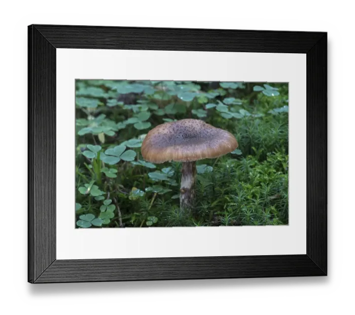 Framed Print : Mushroom in mixed forest, Bavaria, Germany, Europe