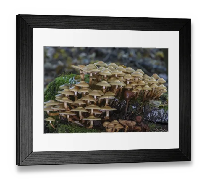 Framed Print : Mushrooms in mixed forest, Bavaria Framed Print : Mushrooms in mixed forest, Bavaria
