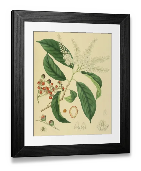 Framed Print : Erythrospermum phytolaccoides, native to Southeast Asia