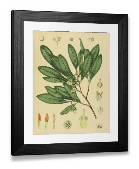 Framed Print : Adinandra lasiopetala, a species of plant in the Pentaphylacaceae family