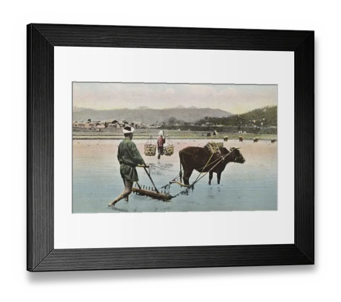 Framed Print : Agriculture, preparing rice paddies Framed Print : Agriculture, preparing rice paddies