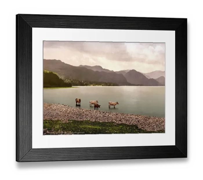 Framed Print : Cows at Derwentwater, Lake District Framed Print : Cows at Derwentwater, Lake District