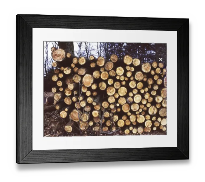 Framed Print : Sauerland. Iserlohn. Timber felling. ca. 1988 Framed Print : Sauerland. Iserlohn. Timber felling. ca. 1988