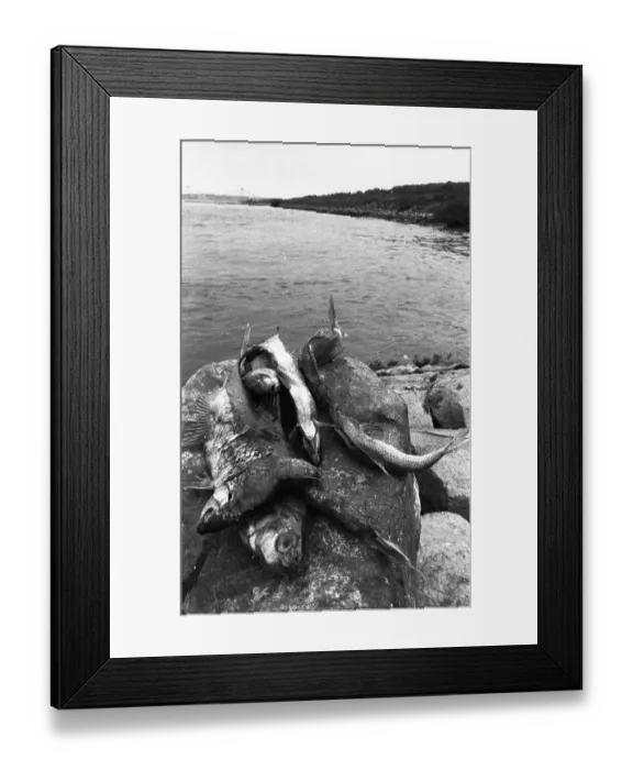 Framed Print : The poison accident on the Rhine Framed Print : The poison accident on the Rhine