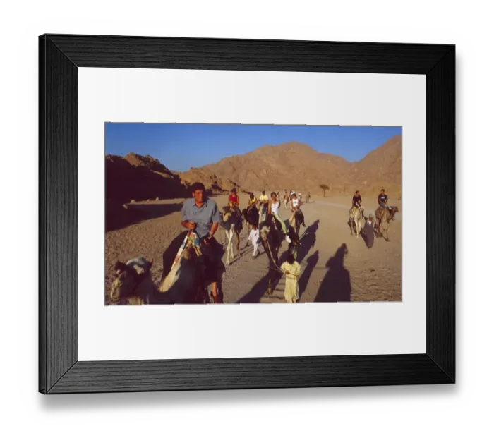 Framed Print : Egypt: A dromedary safari in the Sinai desert