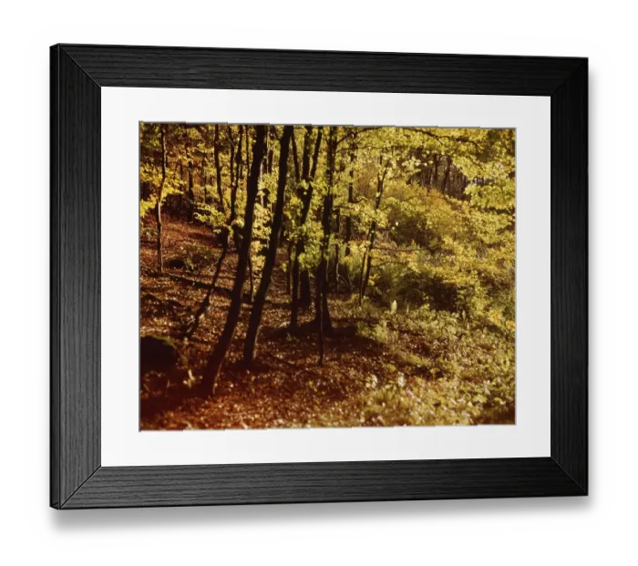 Framed Print : Sauerland. Forest in autumn in Iserlohn still without clear signs of forest damage 1990