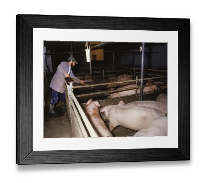 Framed Print : Lower Saxony. Young farmer's family with pig breeding