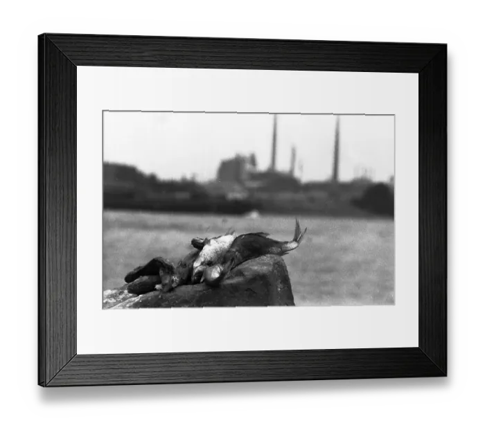Framed Print : The poison accident on the Rhine
