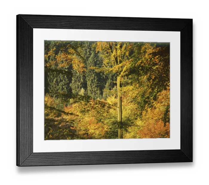 Framed Print : Sauerland. In the autumn leaves 1989
