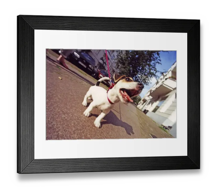 Framed Print : Jack Russell Terrier walking, Berlin Framed Print : Jack Russell Terrier walking, Berlin