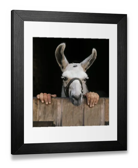Framed Print : Llama with two hands, England, Great Britain