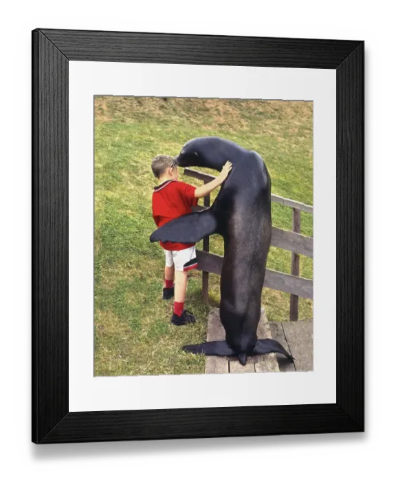 Framed Print : Seal embraces a boy, England, Great Britain