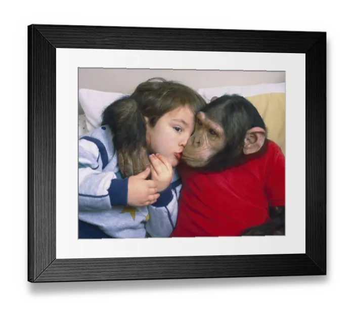 Framed Print : Chimpanzee and boy cuddling, England Framed Print : Chimpanzee and boy cuddling, England