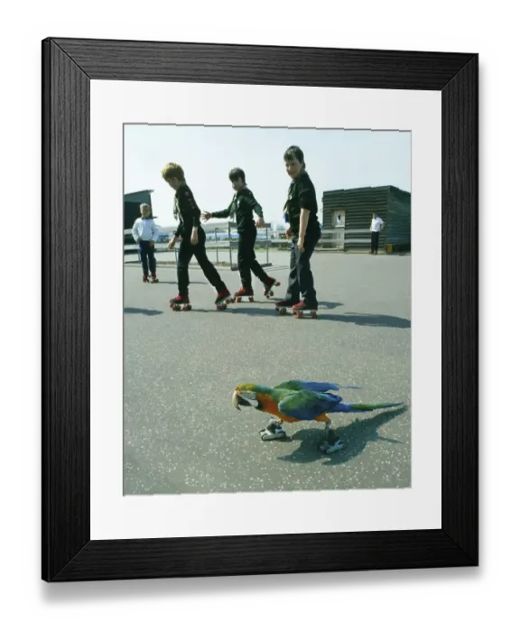 Framed Print : Ara on roller skates, England, Great Britain Framed Print : Ara on roller skates, England, Great Britain