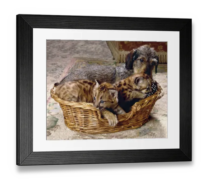 Framed Print : Dachshund and small feline predators in basket Framed Print : Dachshund and small feline predators in basket