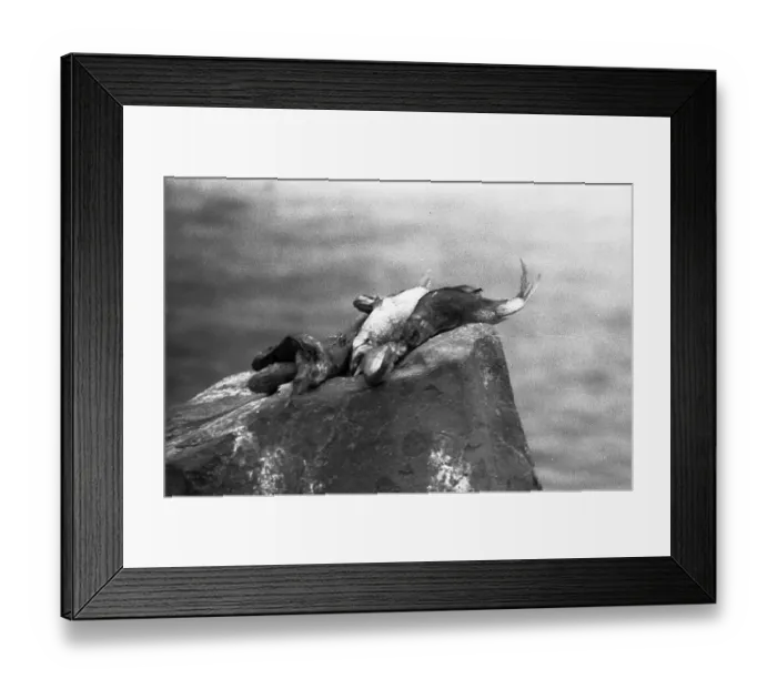 Framed Print : The poison accident on the Rhine