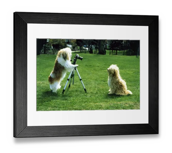 Framed Print : Dog photographed dog, England, Great Britain