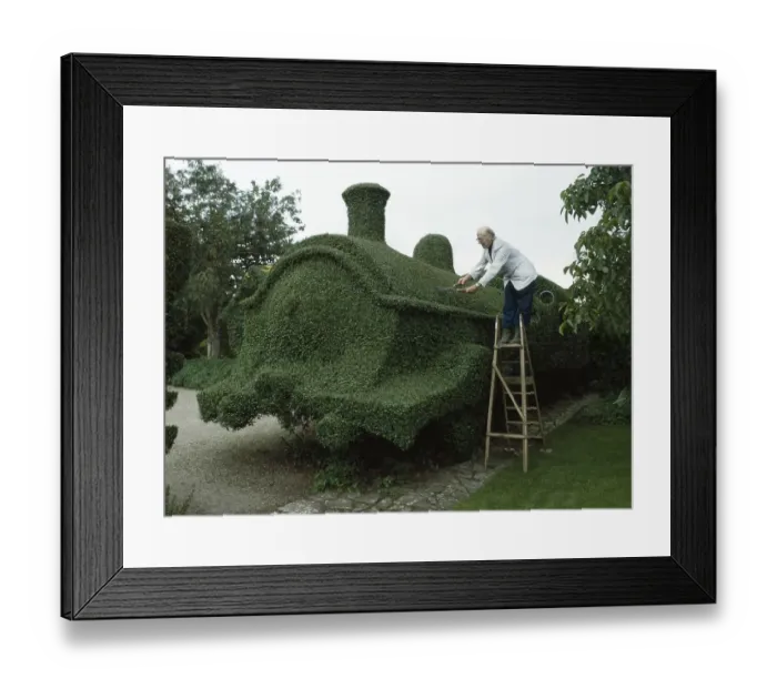 Framed Print : Gardener cuts draught from a hedge