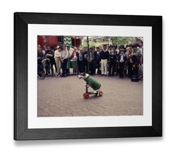 Framed Print : Jack Russell Terrier drives a scooter Framed Print : Jack Russell Terrier drives a scooter