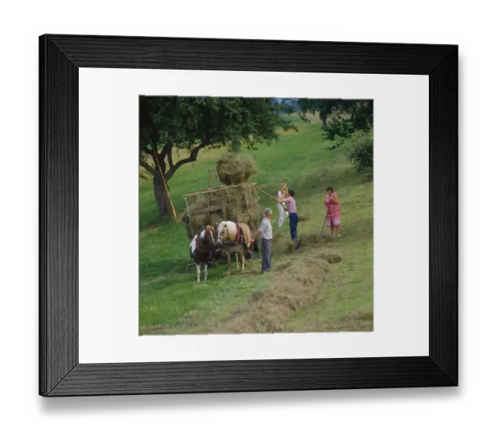 Framed Print : Hay harvest, Michelstadt, Odenwald