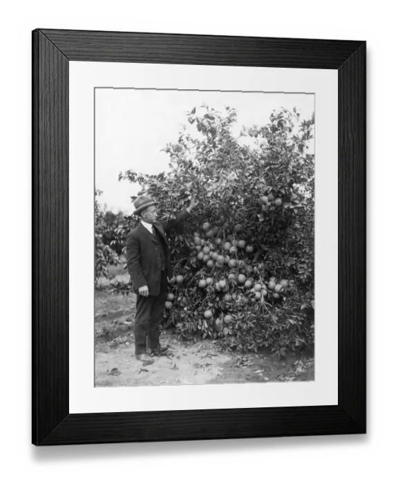 Framed Print : Agriculture, man examines an orange tree Framed Print : Agriculture, man examines an orange tree