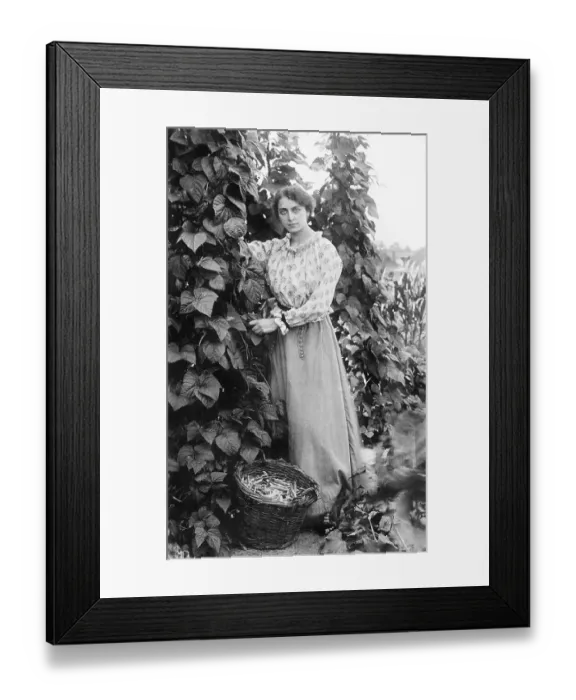 Framed Print : Woman harvesting beans in the garden
