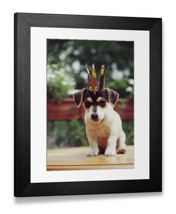Framed Print : Jack Russell Terrier puppy with crown