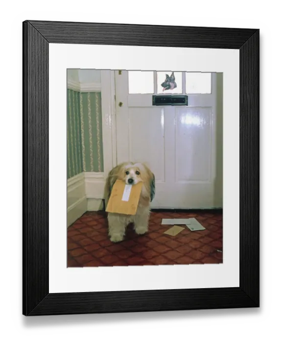 Framed Print : Dog with letter in his mouth, England
