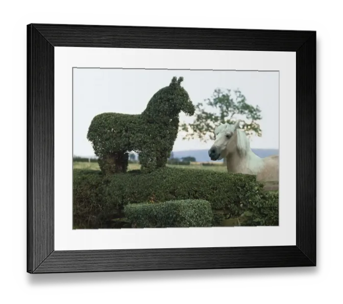 Framed Print : Horse cut from a hedge, England, Great Britain