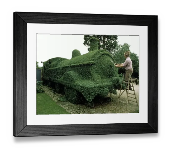 Framed Print : Gardener cuts draught from a hedge Framed Print : Gardener cuts draught from a hedge