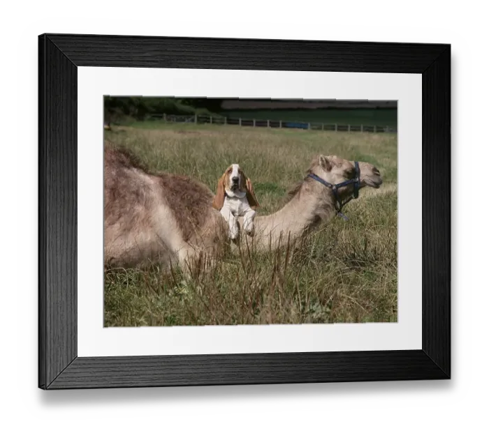 Framed Print : Beagle with camel, England, Great Britain