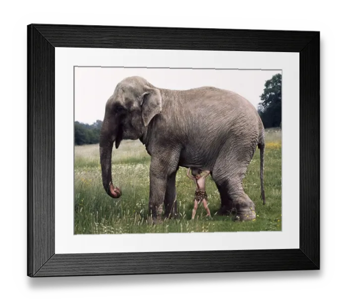 Framed Print : Boy trying to lift elephants, England
