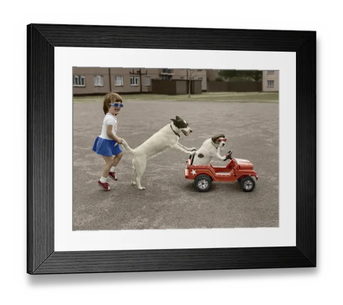 Framed Print : Jack Russell plays with girls, England Framed Print : Jack Russell plays with girls, England