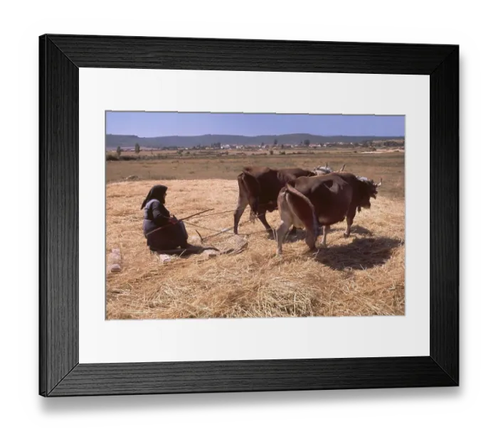 Framed Print : Farmer with two cows, England, Great Britain
