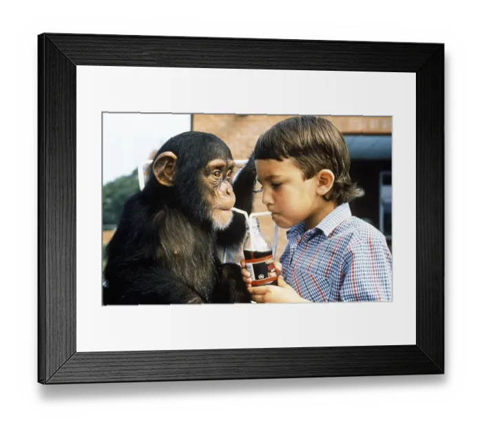 Framed Print : Monkey and boy share lemonade, England Framed Print : Monkey and boy share lemonade, England