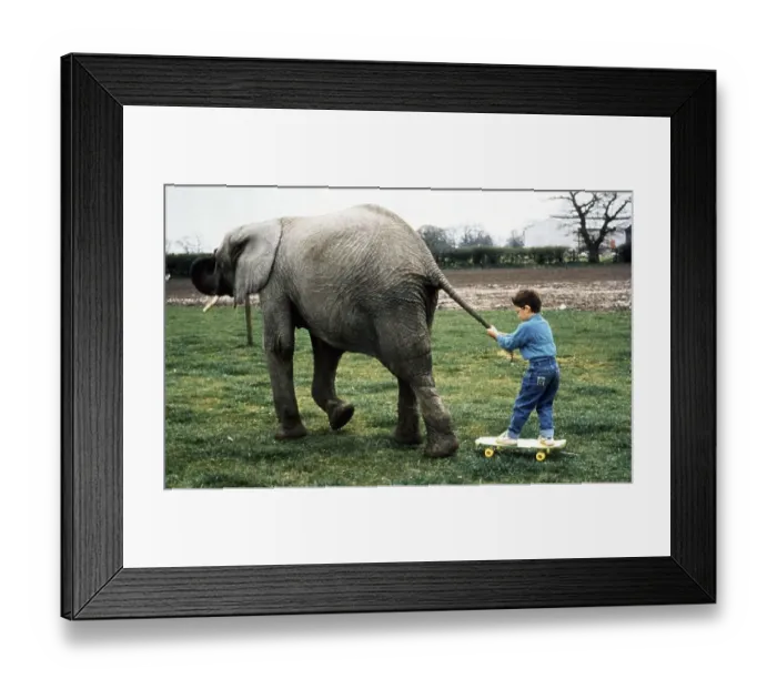 Framed Print : Elephant pulls child, England, Great Britain