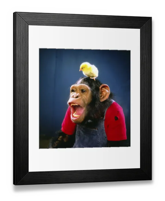 Framed Print : Chimpanzee plays with Kittens, England Framed Print : Chimpanzee plays with Kittens, England