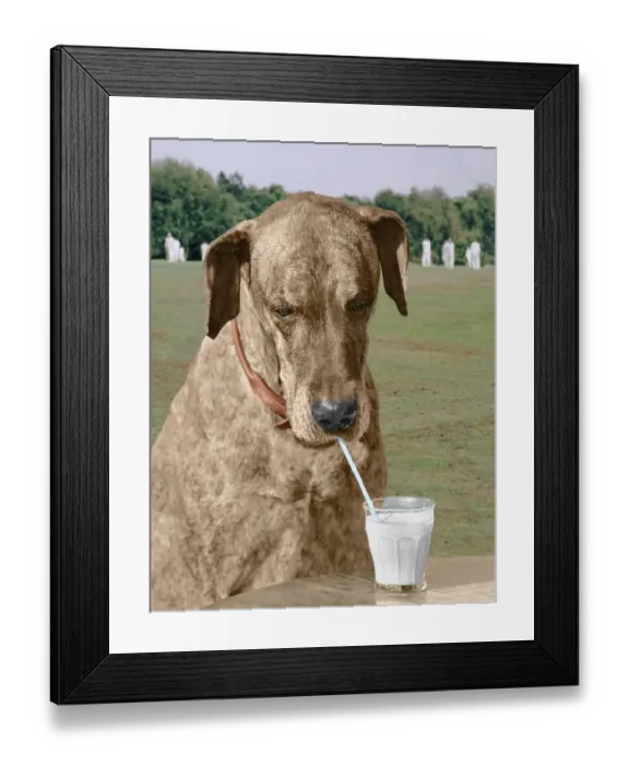 Framed Print : Great Dane drinks with straw, England