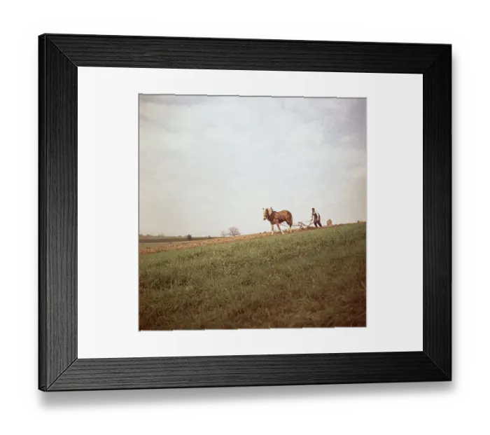 Framed Print : Man ploughs field with strained horse
