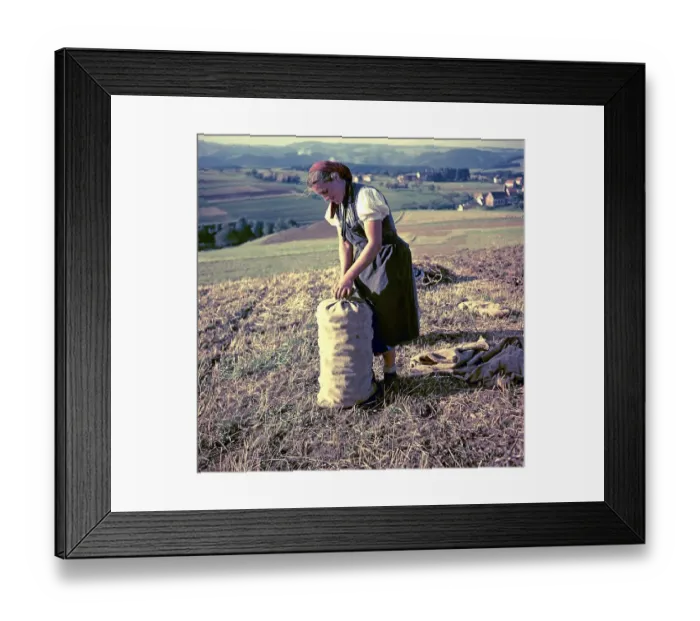 Framed Print : Woman harvests potatoes and collects them in a jute bag