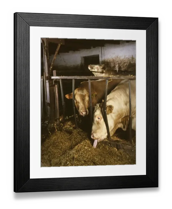 Framed Print : Small farmers in agriculture, here on 19 Framed Print : Small farmers in agriculture, here on 19