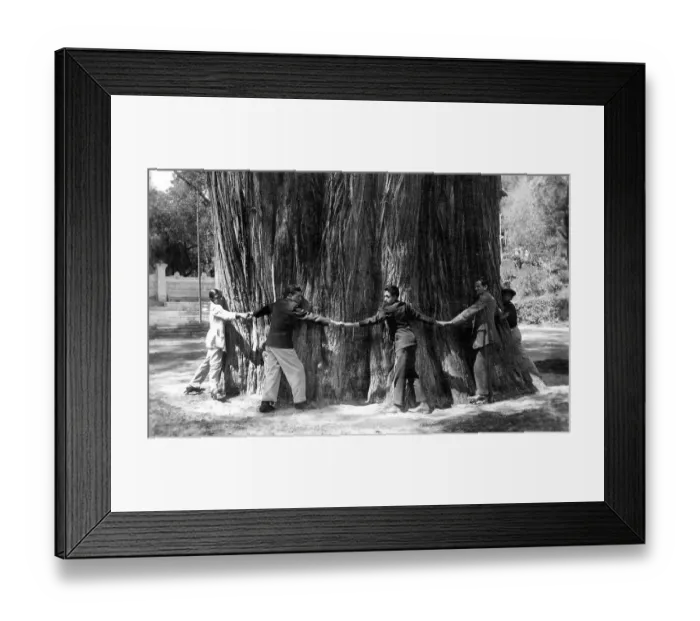 Framed Print : Men hug the thick tree trunk, giant Sequoia (Sequoioideae) Framed Print : Men hug the thick tree trunk, giant Sequoia (Sequoioideae)