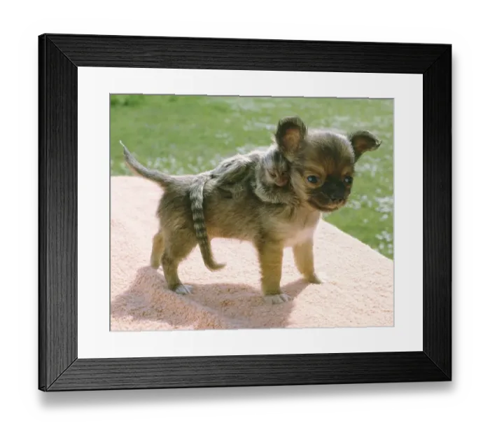 Framed Print : Young dog with young monkey, England Framed Print : Young dog with young monkey, England